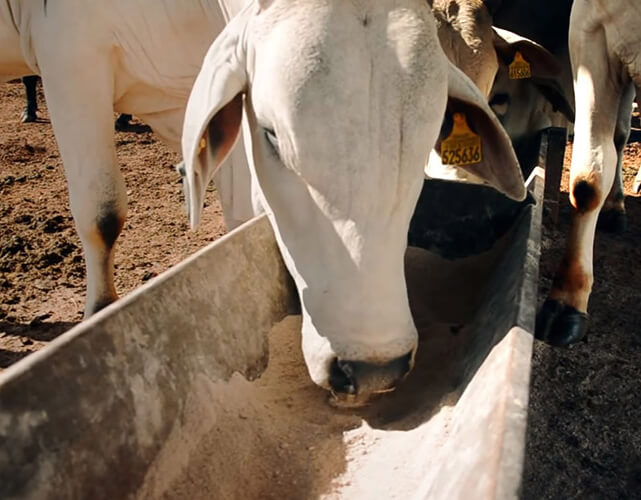 Produtos Agropecuarios em itanhanga MT